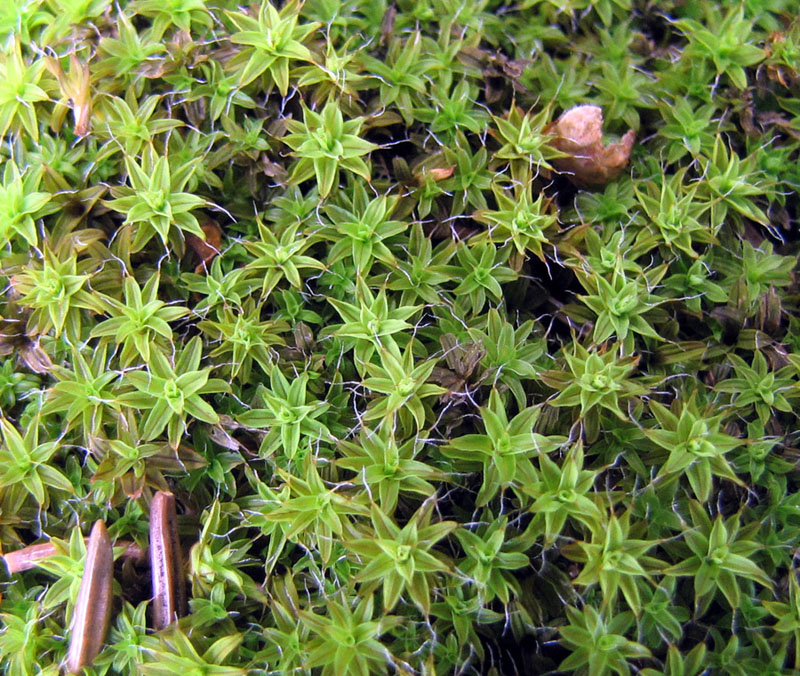 Syntrichia ruralis